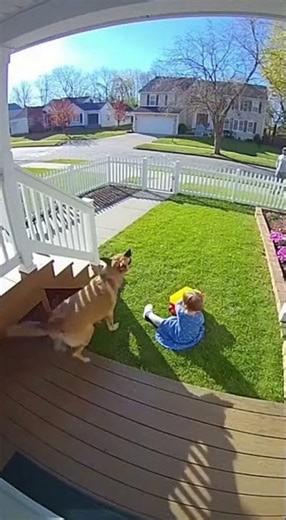 That stranger didn't know who he was messing with... 🚨🐕 #dog #puppy #doglife #animals #family