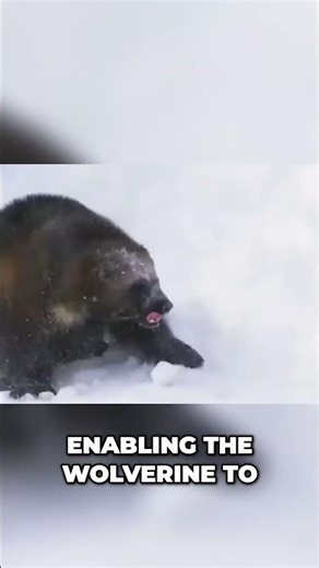 Honey Badger vs Wolverine: Who Wins the Ultimate Fight?