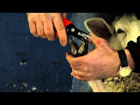 How to Prevent Sheep Foot Rot