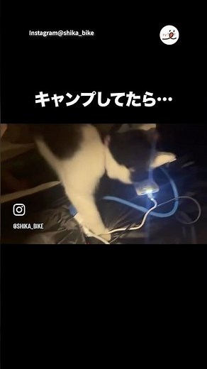 キャンプ場で過ごした相手｜PECO