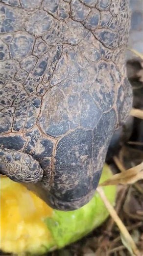 Giant Tortoise's Crunchy Mango