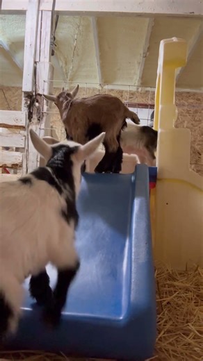 Baby goats on the slide four days old