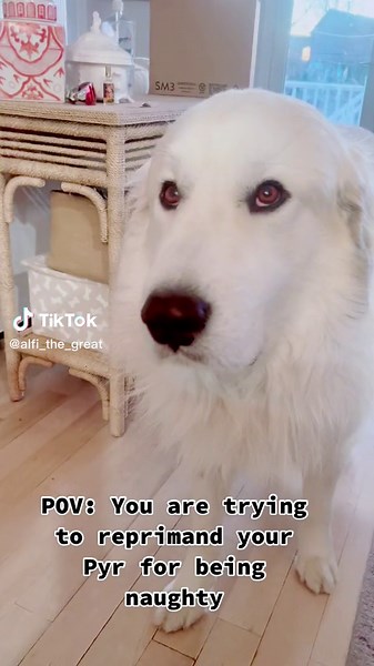 Classic Pyr Moments Compilation | Funny Great Pyrenees Videos