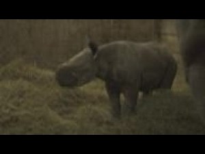 Rare black rhinoceros born in Czech zoo named Kyiv