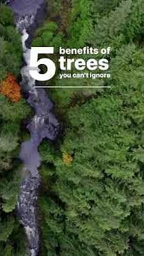 5 Reasons Trees Are Essential 👏