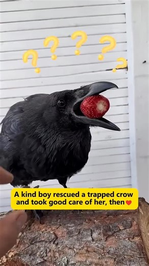 crow 🥰🐦‍⬛ on Instagram: "A kind boy rescued a trapped crow and took good care of her, then 👫 Tag a friend 🎥 Credit: Dawes DM for credit or removal/ No copyright intended. All rights are reserved & belong to their respective owners. #Raven #BirdsOfInstagram #Corvids #RavenLove #WildlifePhotography #BirdWatching #RavenLife #NatureLovers #RavenBeauty #RavenBird #RavenWorld #WildBirds #RavenPerfection #BirdLovers #Corvidae #trending #reels"