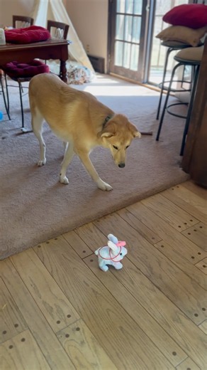 puppy dog not a fan of the bunny rabbit #puppy #dog #puppyhood #fun #puppylife #dog #dogs