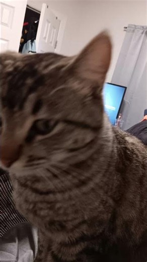 NEW CAT!