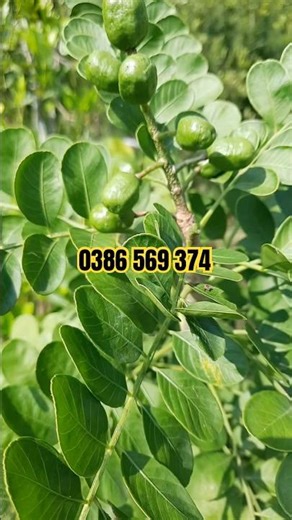 Spanish Red Mango Tree | 0386569374 - Ngoc Ngan Ben Tre | Specializing in unique and rare plants