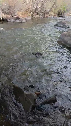 Pecos Canyon, New Mexico #fish #fishing #newmexico #trout #nature #outdoors #wildlife #river #travel