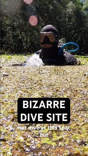 How to go Scuba Diving at Manatee Springs State Park 🤿 👌#scubadiving #divetravel #floridasprings