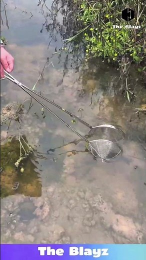 Steel Mesh Fish Trap Catching Process | Traditional Fishing