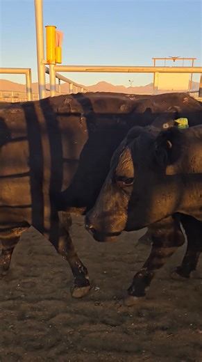 3.8K views · 67 reactions | 4 of a kind bred cows straight angus and a few angus wygu x cows | Willcox Livestock Auction | Facebook