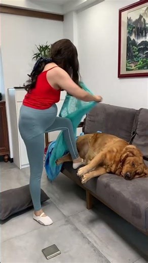 有你陪伴，我的人生才有意义 #pets #funny #goldenretriever