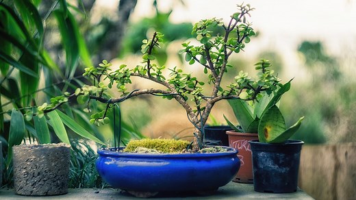 Is Bonsai Cruel? 6 Major Arguments Against Bonsai - Love For Bonsai