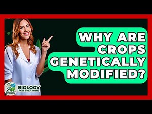 Why Are Crops Genetically Modified? - Biology For Everyone