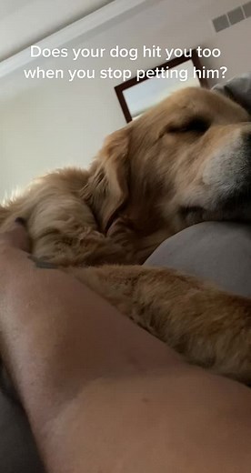Adorable Golden Retriever Gets Playful- Hits You When You Stop Petting
