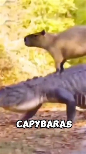 Why is Capybara not getting attacked by Crocodile