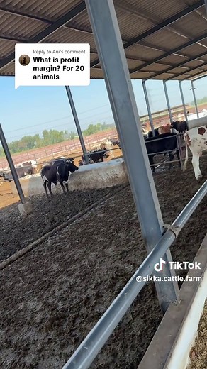 Replying to @Ani #sikkacattlefarm #farm #foryou #fyp #feedlotfattening #cattle #farming #foryoupage #feedlot #premieumqualitymeat #meat #slaughterhouse #90daysfarming #profitmargin
