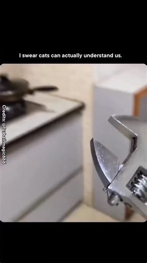 Meowcult Memes on Instagram: "Cats don’t ignore us. They just don’t respond the way we expect. They learn our voices, track our routines, and notice changes in our tone long before we say anything out loud. Understanding doesn’t always look like obedience. Sometimes it looks like choice. Data Bite Studies show cats can recognize their owner’s voice and distinguish it from strangers, even when they choose not to respond. They’re highly sensitive to tone, timing, and predictability, and often adju