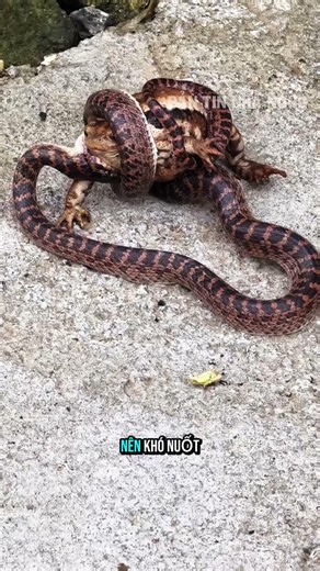Survival Tactics of Toads Against Predators