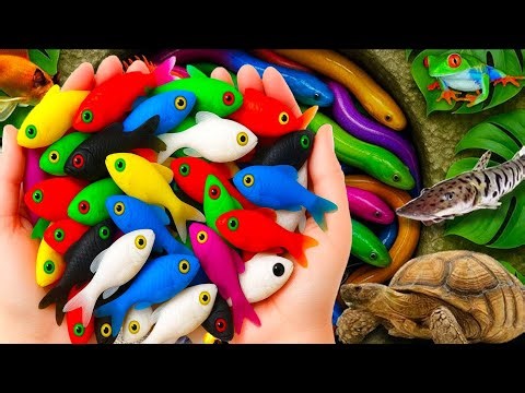 Catching strange fish in a small pond: grouper, goldfish, nemo, koi, turtle, frog, baby rabbit