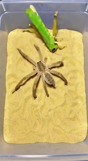 Spider vs Grasshopper – Lightning Fast Predator Attack 🕷️🦗