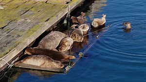 19K views · 248 reactions | Another brilliant drone video showcasing our family of seals sunbathing in South West's finest marina. Credit to Skyflicks for the great drone shots. | Brixham Marina | Facebook