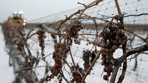 B.C. wine industry devastated after January’s prolonged cold snap