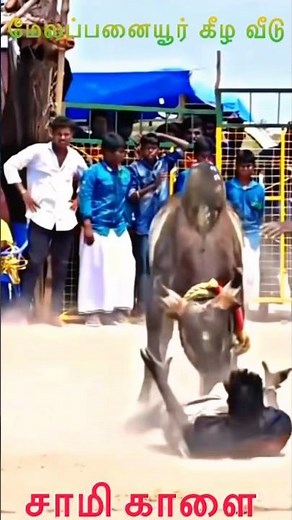 🔥மேலப்பனையூர் கீழ வீடு வட மாடு & ஜல்லிக்கட்டு காளைகள்🔥 #jallikattu #tamil #manjuvirattu_piriyargal