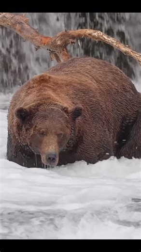 Animal on 🌍 on Instagram: "📘 Did you know bears use a “stomp method” to catch fish? 🐻🐟 When salmon hide in shallow streams, bears sometimes stomp their paws on the riverbed to create vibrations. This sudden movement startles the fish, forcing them out of hiding and into the open—right where the bear can strike. It’s a smart hunting technique seen during salmon runs, and just one of the many ways bears adapt to their environment. Nature is full of clever strategies. 🌿✨ Credit: UNKNOW DM for 