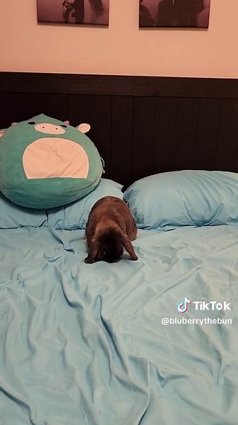 Hilarious Bunny Flop Compilation