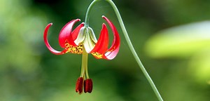 Endangered Lily Still Faces Challenges On Oregon's South Coast