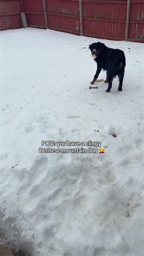 He needs to always be with his hoomans 😂 #bernesemountaindog | dogs