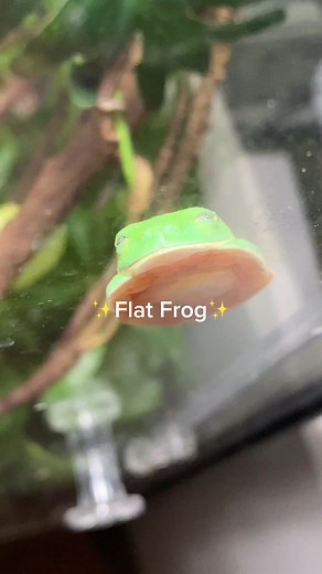 ✨Flat Frogs✨🐸 #frog #frogtok #SwitchTheChobaniFlip #frogsontiktok