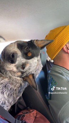 Hi Handsome! Our goofy guy, Apollo // #austrancattledog #blueheeler #funnydog #funnydogs #cutedog #doglover