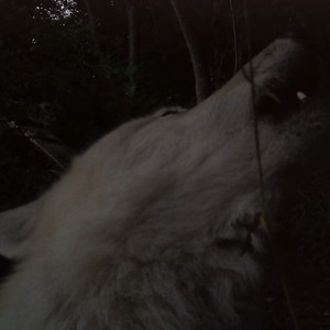 58K views · 7.3K reactions | The night belongs to wolves. #standforwolves | Wolf Conservation Center | Facebook