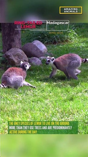 Lemur. The various lives of lemurs. Ring-Tailed Lemur. All you need to know about lemurs. #wildlife