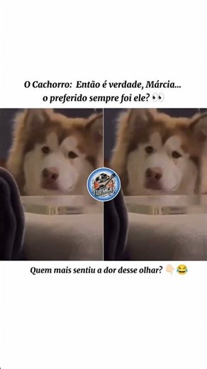 Quem mais sentiu a dor desse olhar? 😄👆🏻 #cortesbrunorosacantor #memes #cachorro