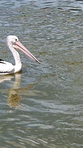 Pelican specialized piscivorous bird that hunt food primarily using its massive, expandable gular pouches as net to scoop up the fish. #largebird #waterbird | Nature's Eye
