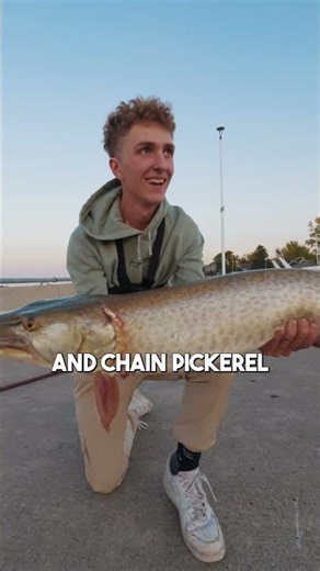 When Musky Bite Back PART 2