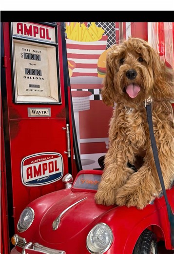 Taffy Disfruta en el Café Canino de Miss Drew