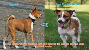 Basenji vs. Jack Russell Terrier: A Breed Comparison