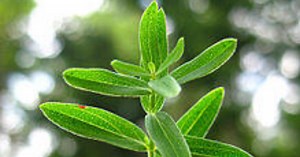St. John's Wort gives a better high than Weed