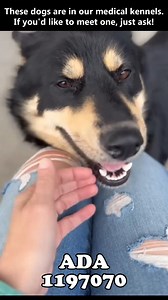 32 reactions · 27 shares | **BORIS, ADA, BLOSSOM, SPIKE, ZEUS**...