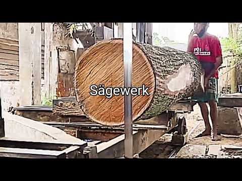 The world's most valuable wood is 100 years old, crushed in a lumber mill