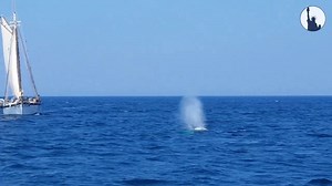 In a throwback to the summer of 2018, check out this short video we put together of Alan, Kevin and Justin's Cape Cod whale watching experience - the highlight to a grand New England adventure 🐋 | Tropical Sky