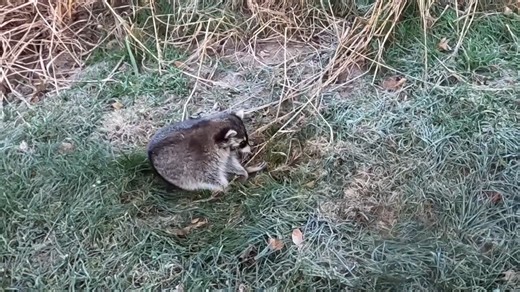It tried to stand up and fell over - man finds sick raccoon outside his window