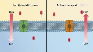 Video: Drug Absorption Mechanism: Carrier-Mediated Membrane Transport