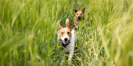 These are the dog breeds at higher risk of tick infestations